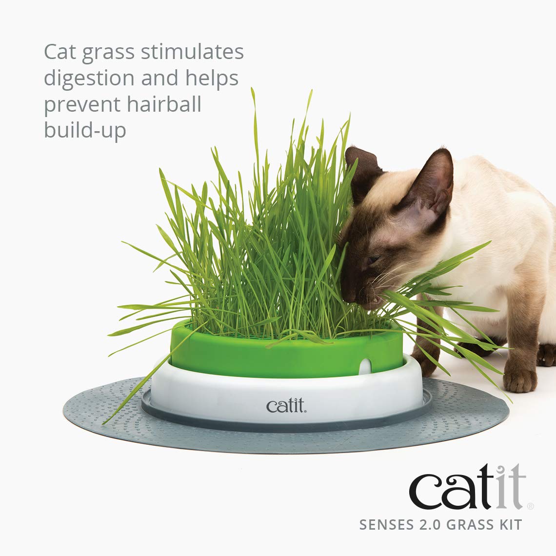 Cat Grass Seeds Set of 3 Q880263
