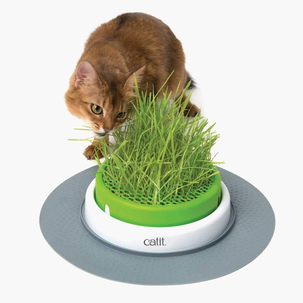 Cat Grass Seeds Set of 3 Q880263