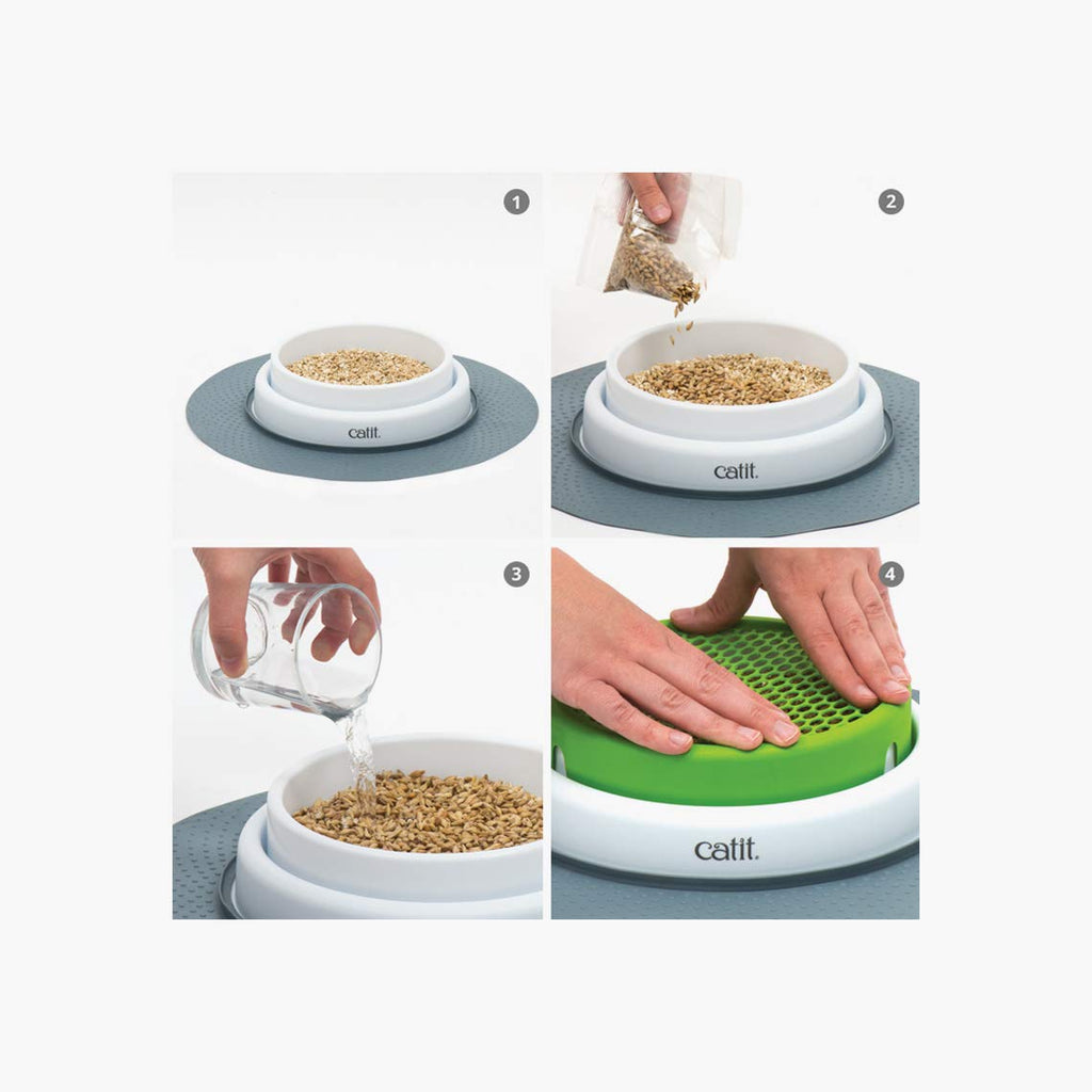 Cat Grass Seeds Set of 3 Q880263