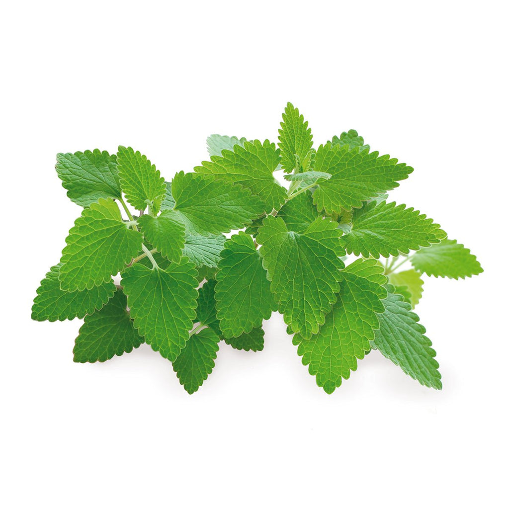 Catnip Plant Pods 3-Pack B945473