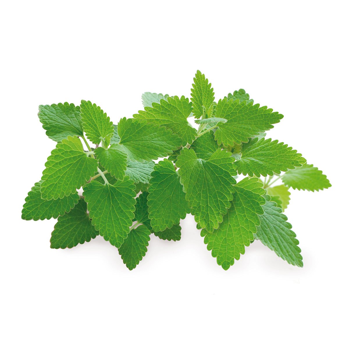 Catnip Plant Pods 3-Pack B945473