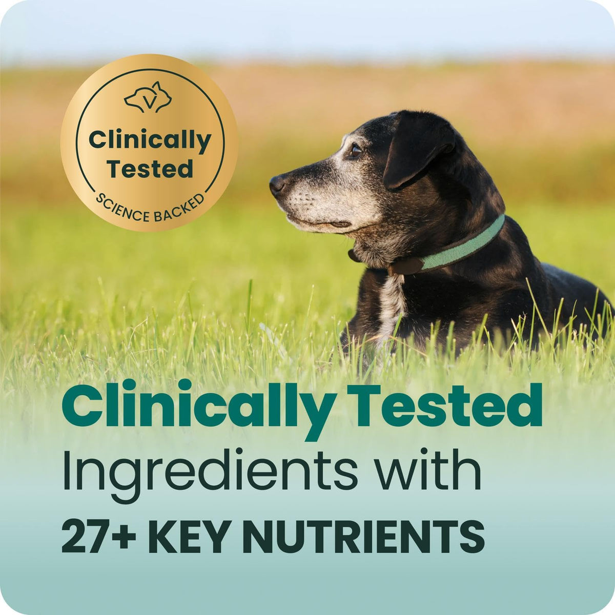 Senior Multivitamin for Dogs, 60 Count J828875