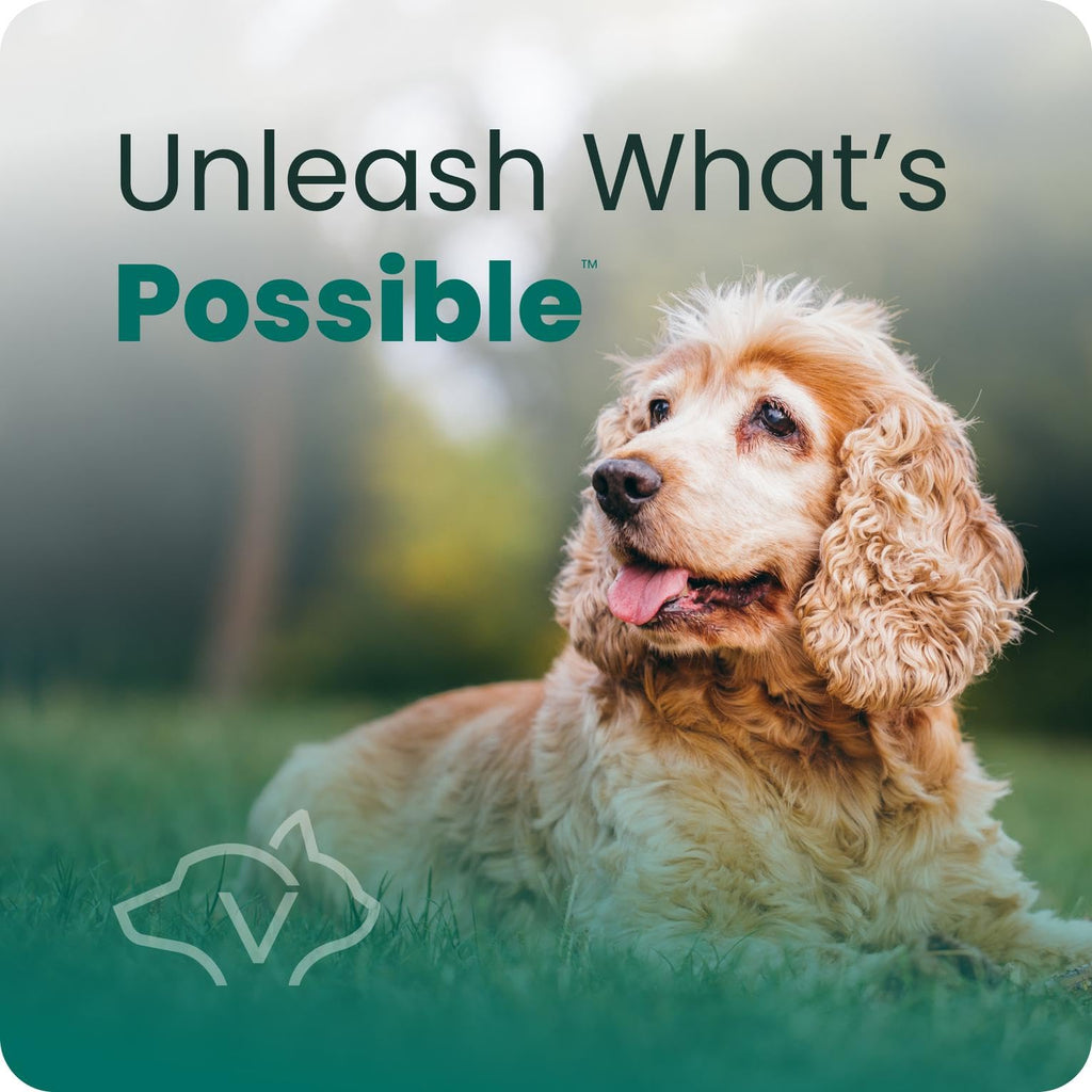 Senior Multivitamin for Dogs, 60 Count J828875
